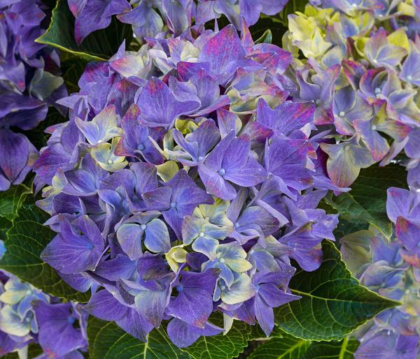 Hortensie - Hydrangea macrophylla 'Hi Ocean