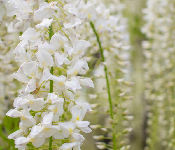 Chinesischer Blauregen - Wisterie, weiß