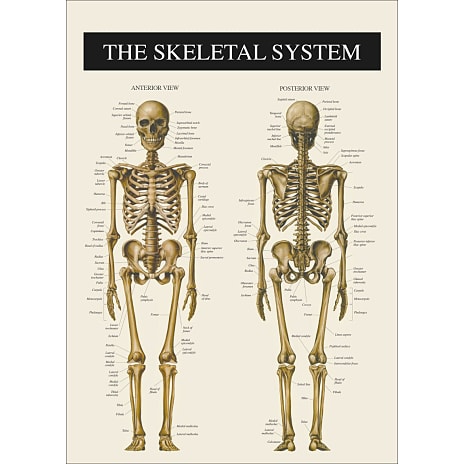 Skelettet 2 - 30x40 cm