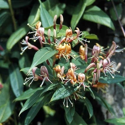 Kamperfoelie (Lonicera henryi) H 50-60 cm