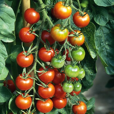 Gemüsesamen Tomaten alte Land- und Haussorten