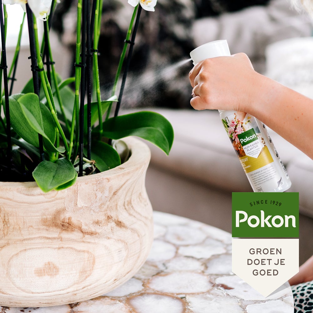Pokon powerspray orchidee 300 ml