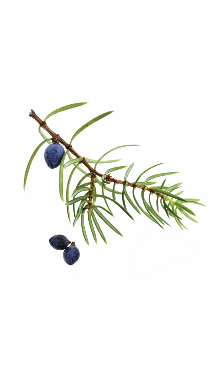 Huile de baie de genévrier   Juniperus communis