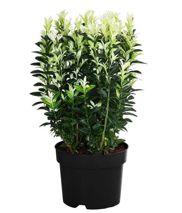 Spindelstrauch 'Paloma Blanca'