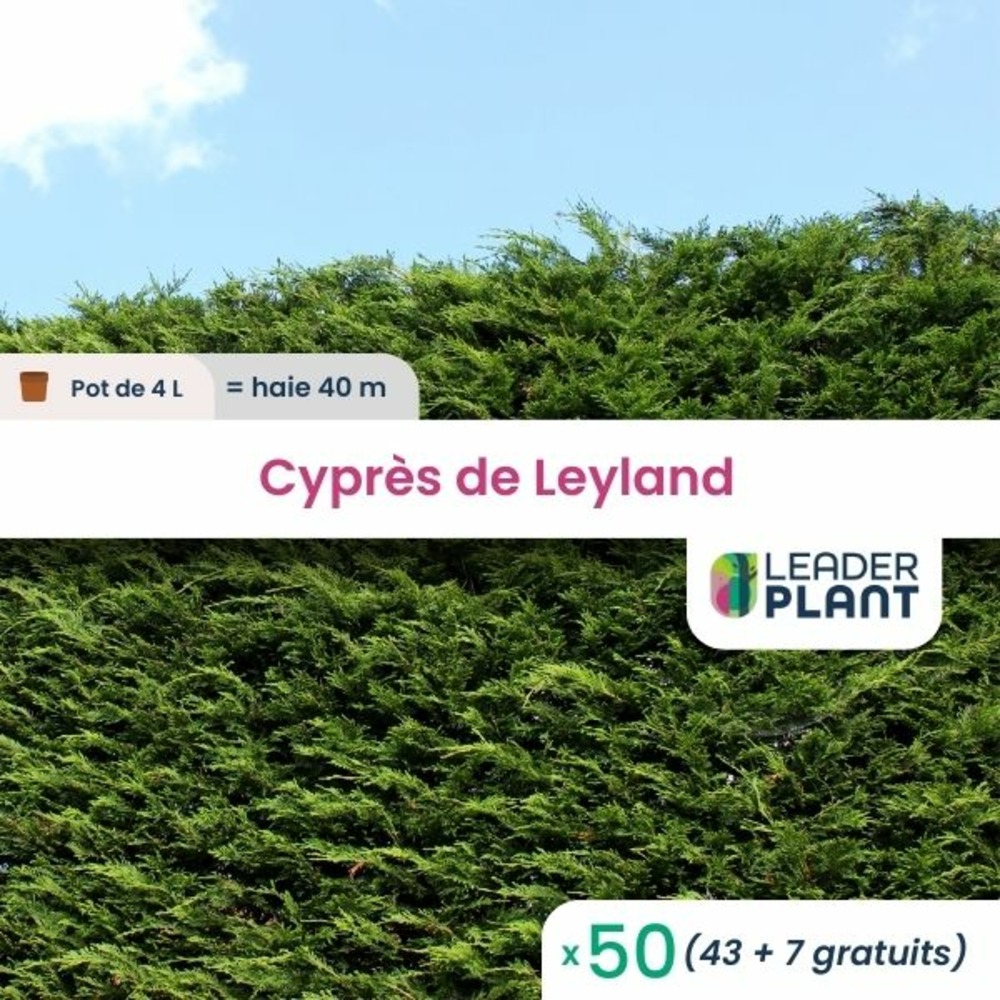 50 x cypres de leyland en pot de 4 l