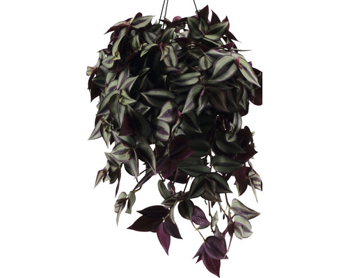 Zebraplant in hangpot FloraSelf Tradescantia zebrina 'Violet' Hoogte inclusief pot 20-25 cm Ø 17 cm pot