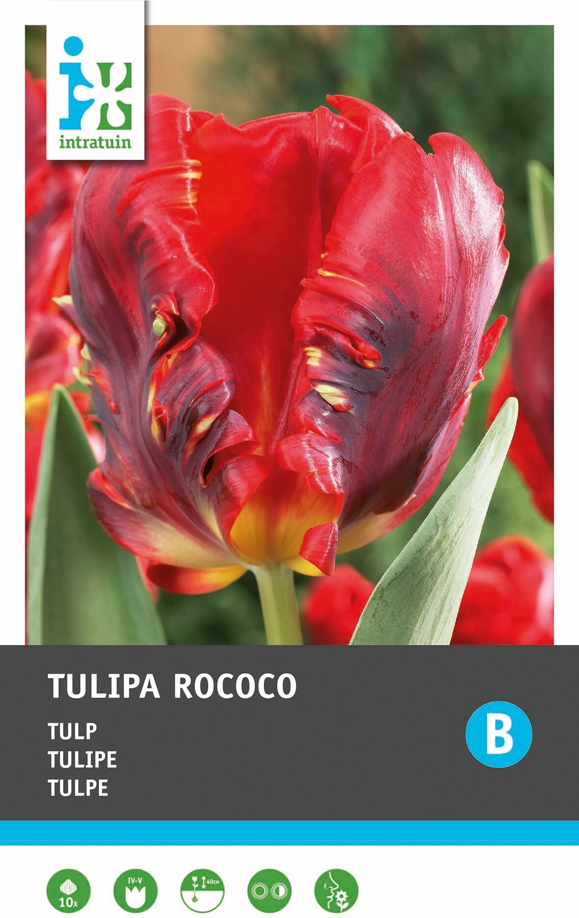 Intratuin bloembollen Tulp (Tulipa 'Rococo')10 stuks