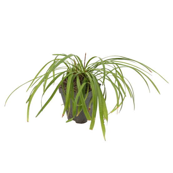 Liriope muscari : godet