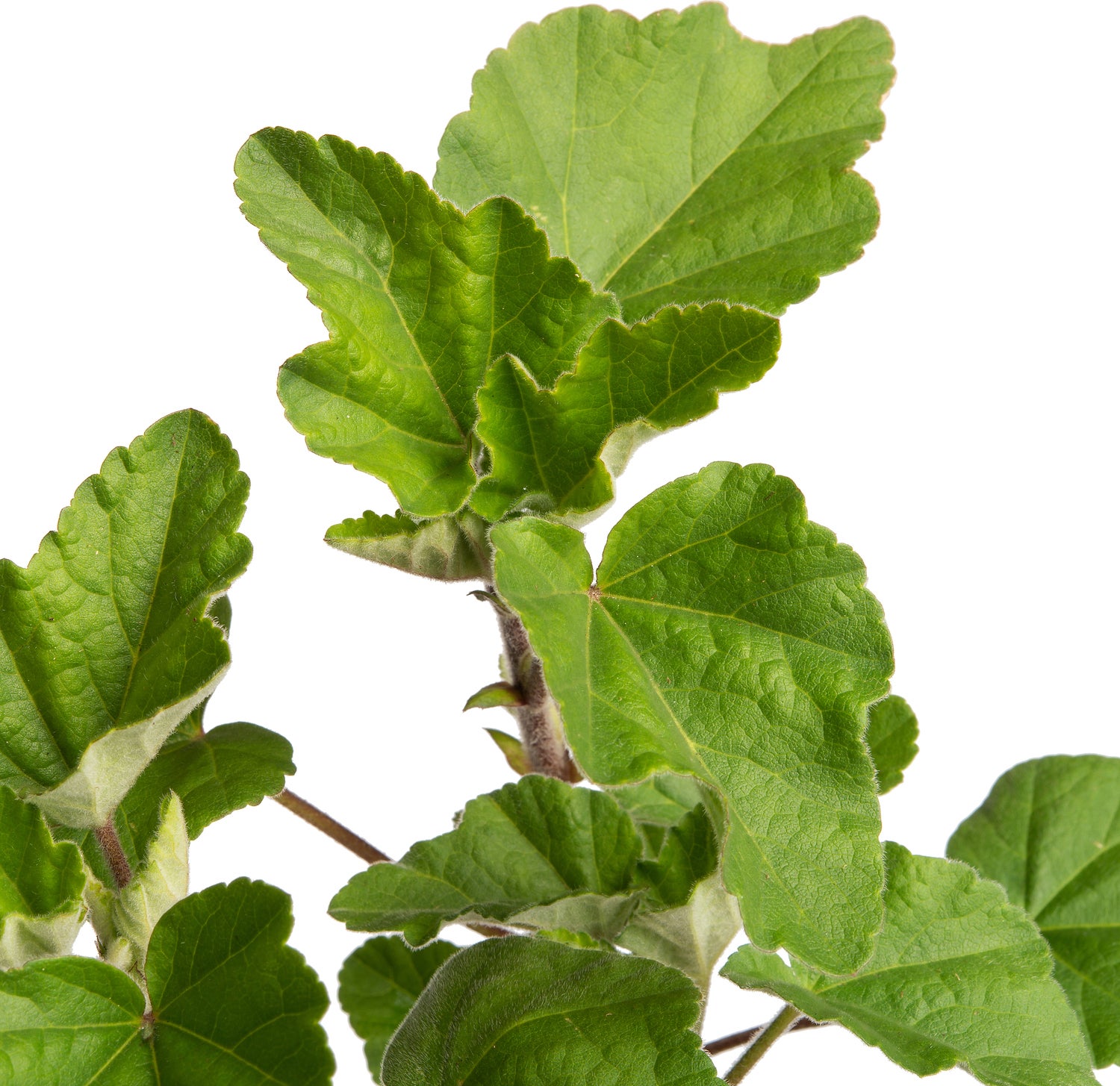 Struikmalva (Lavatera 'Baby Barnsley') D 11 H 100 cm