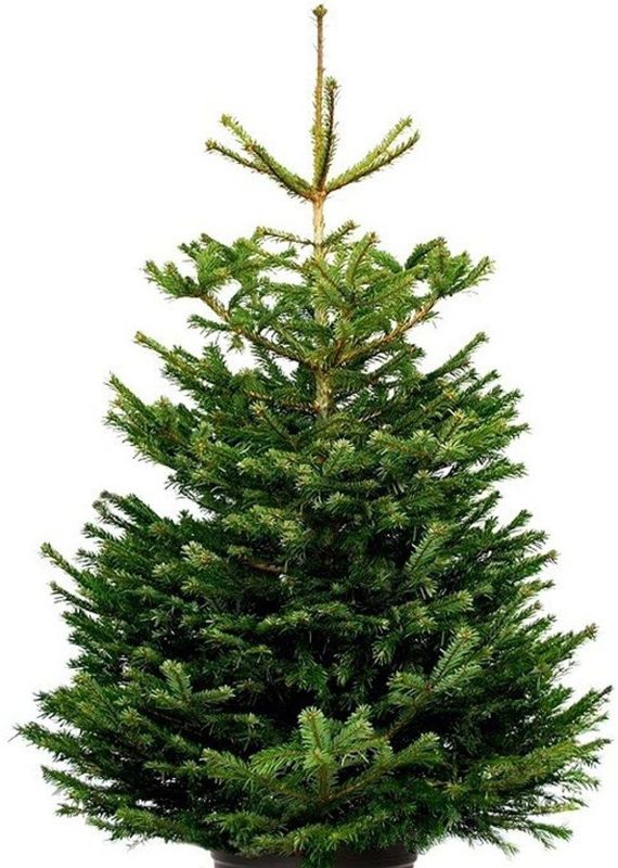 Kerstboom - Nordmann Excellent - 175-200CM - in pot