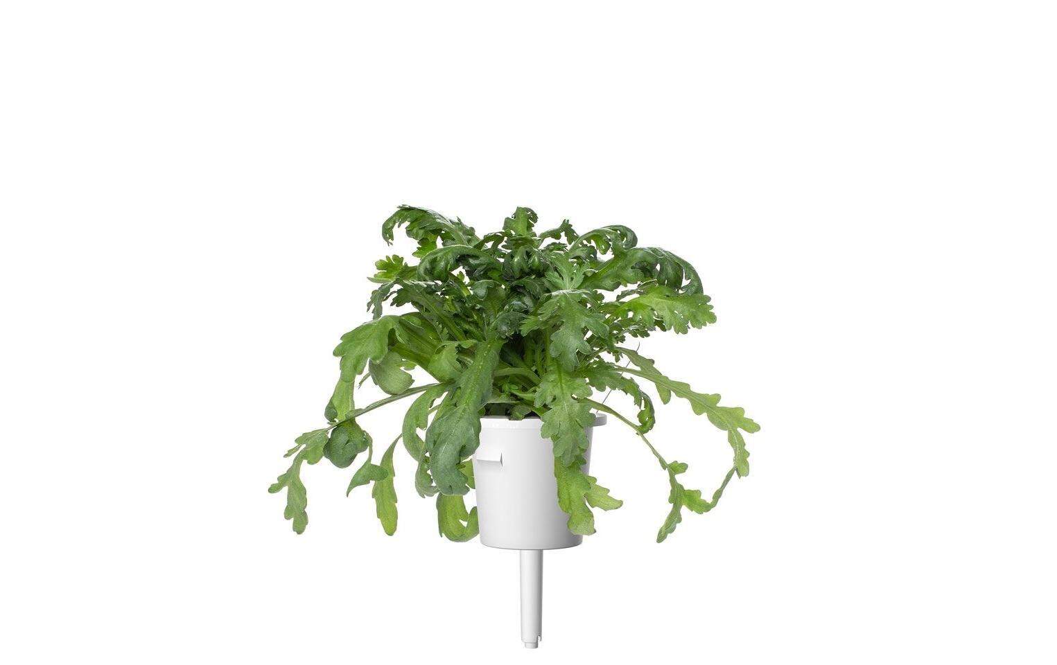 Samen Shungiku 3er-PackNachfüllpackung zum Smart Herb Garden