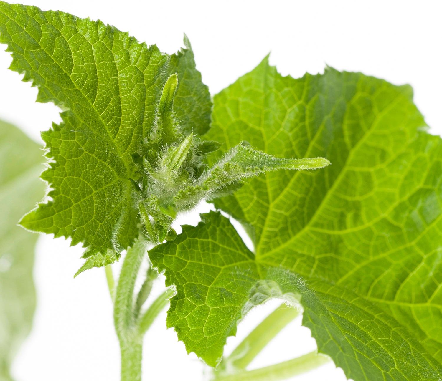 Mini Komkommer Geënt (Cucumis Sativus)