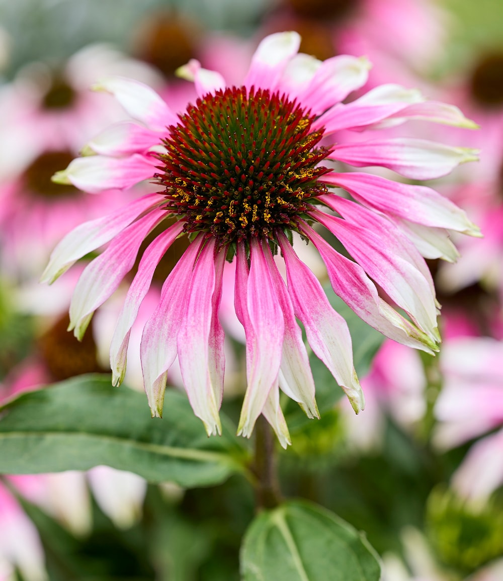 Echinacea 'Sombrero White Purple®'