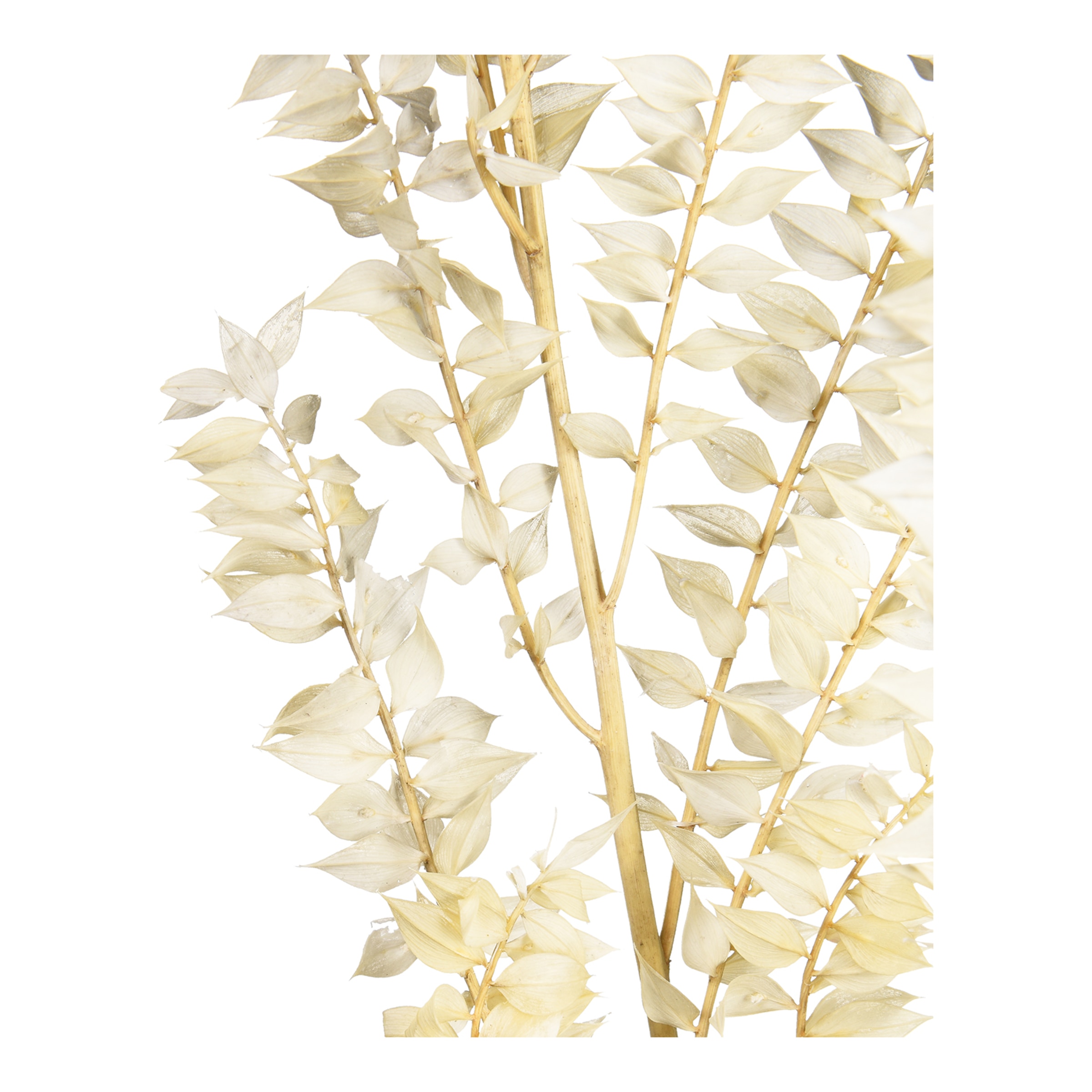 creme, L 70 cm