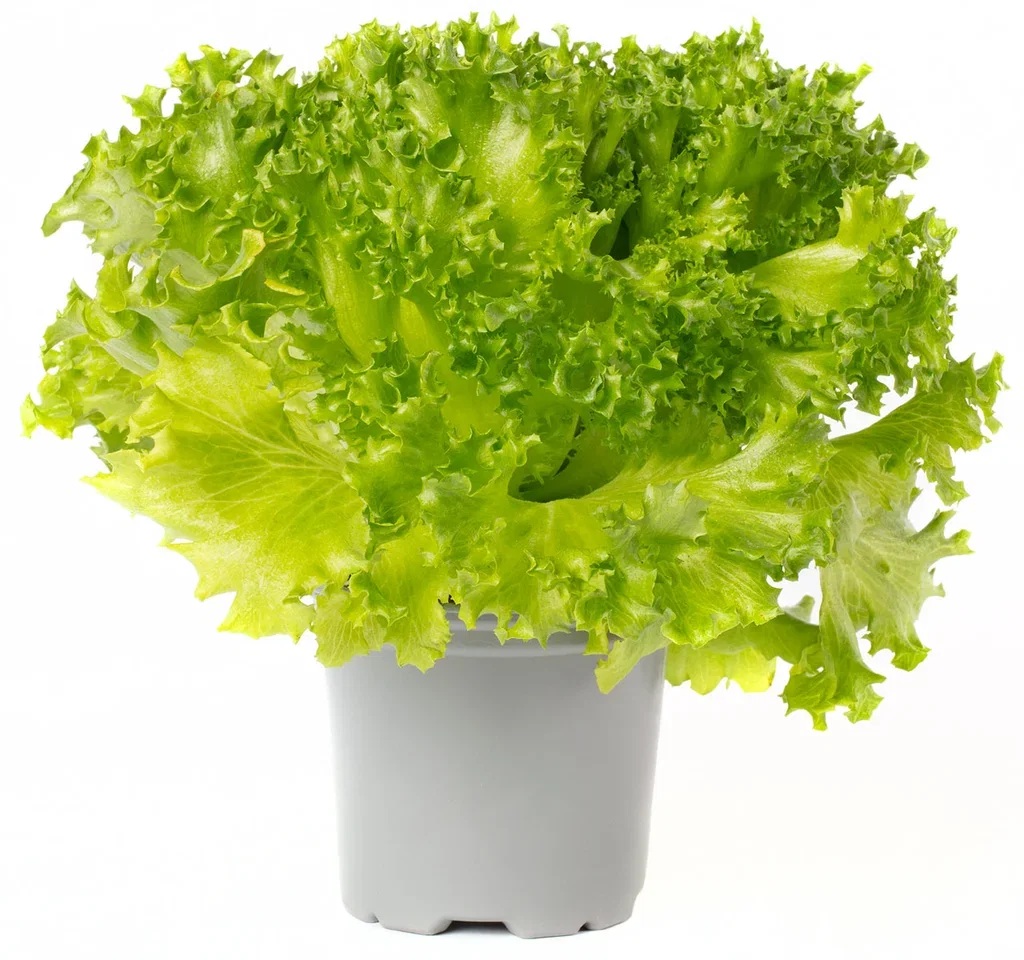 Ready Lactuca Crispi 12 cm Cripssalat Ø12 cm