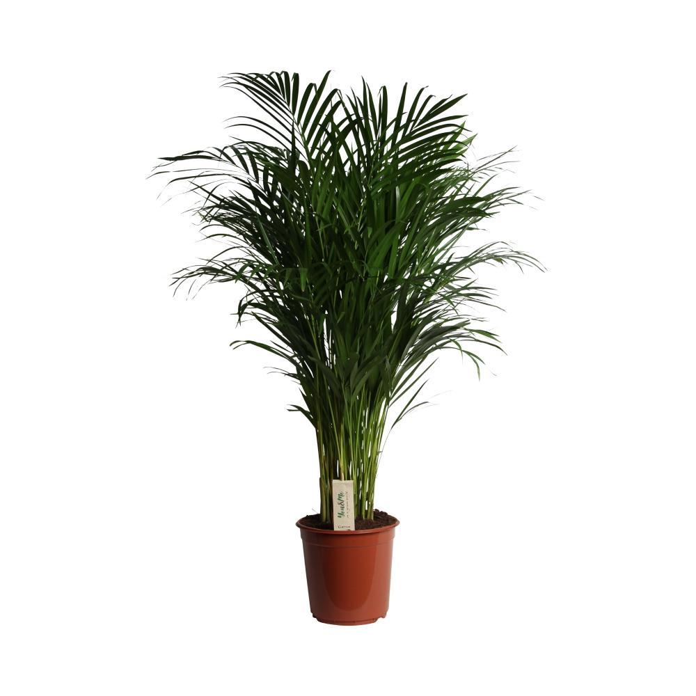 Plante d'intérieur - dypsis lutescens 120.0cm