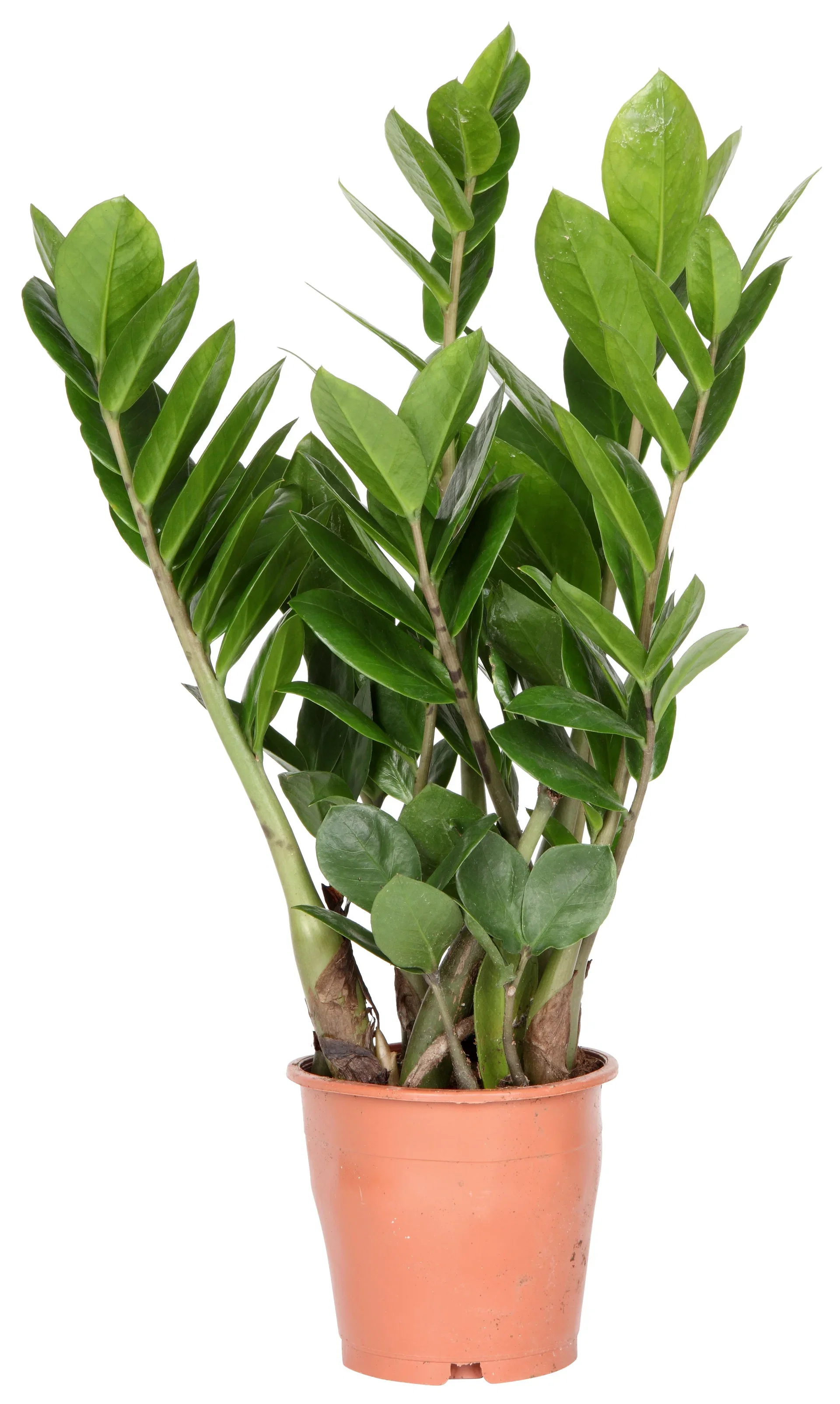 Zamioculcas zamiifolia Smaragdpalme Høyde 30 cm