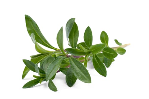 Bohnenkraut