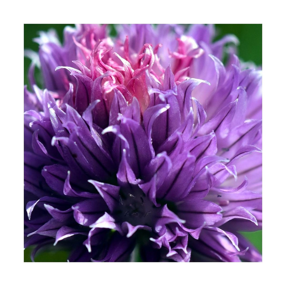 Ciboulette purple one/allium schoenoprasum purple one[-]godet