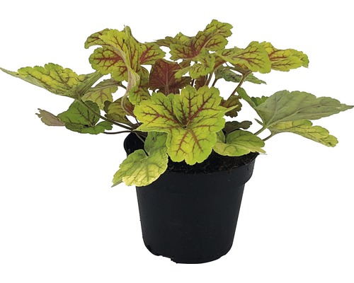 Coral Bells FloraSelf Heuchera x Hybridum Ø 12 cm pot willekeurige variëteitselectie