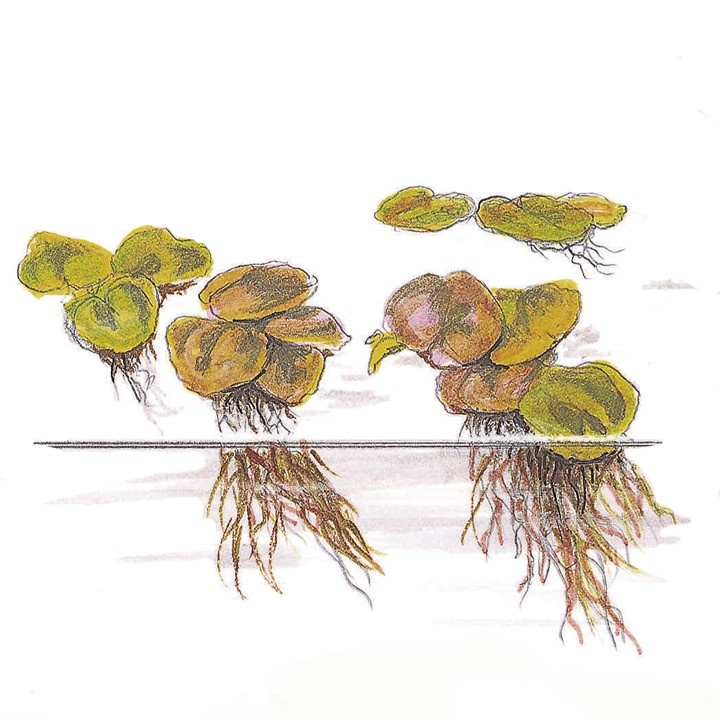 Waterplant Phyllanthus Fluitans