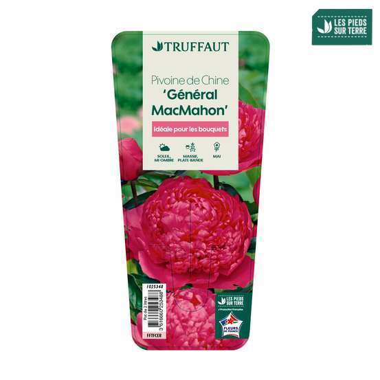 Pivoine de Chine 'Augustin d'Hour': pot 2L