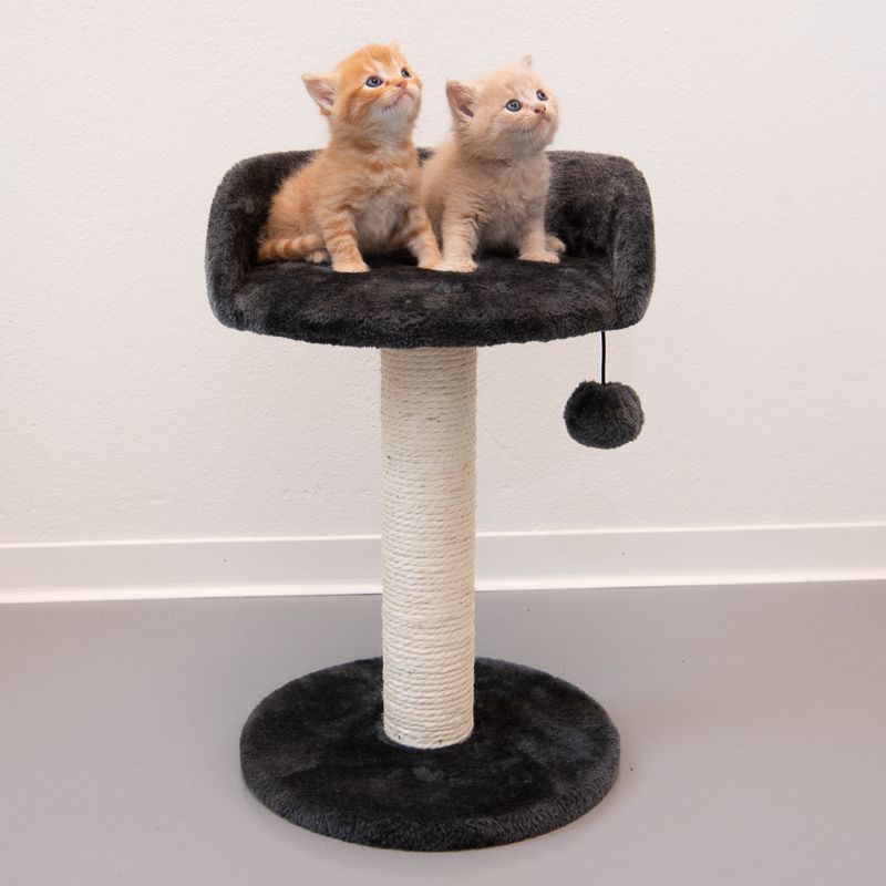 Arbre à chat Enio