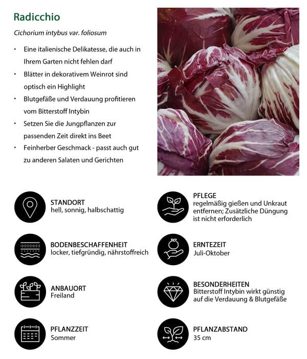 Radicchio, 6er Schale