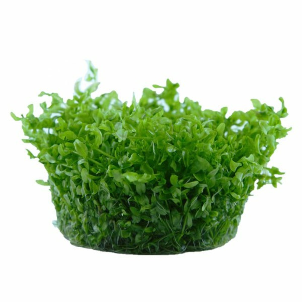 Hemianthus micranthemoides in vitro