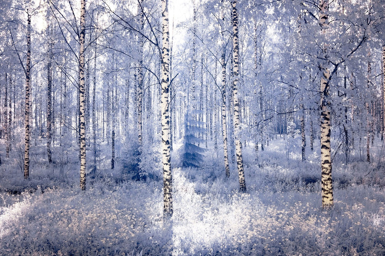 Birch Symphony l by André Wagner - Limited Edition. Edition of: 150. Signed.