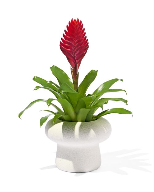 pot de fleurs Ø 11,7 x 9 blanc