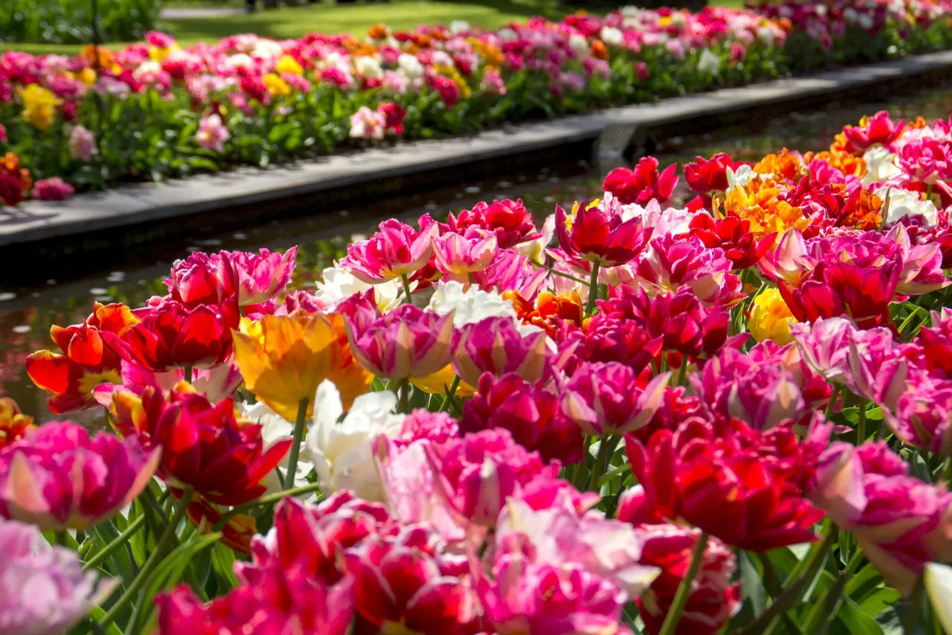 Tulipa Tulipanmiks Double Late Mix