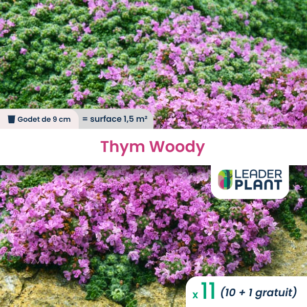 11 x thym laineux rampant woody en godet