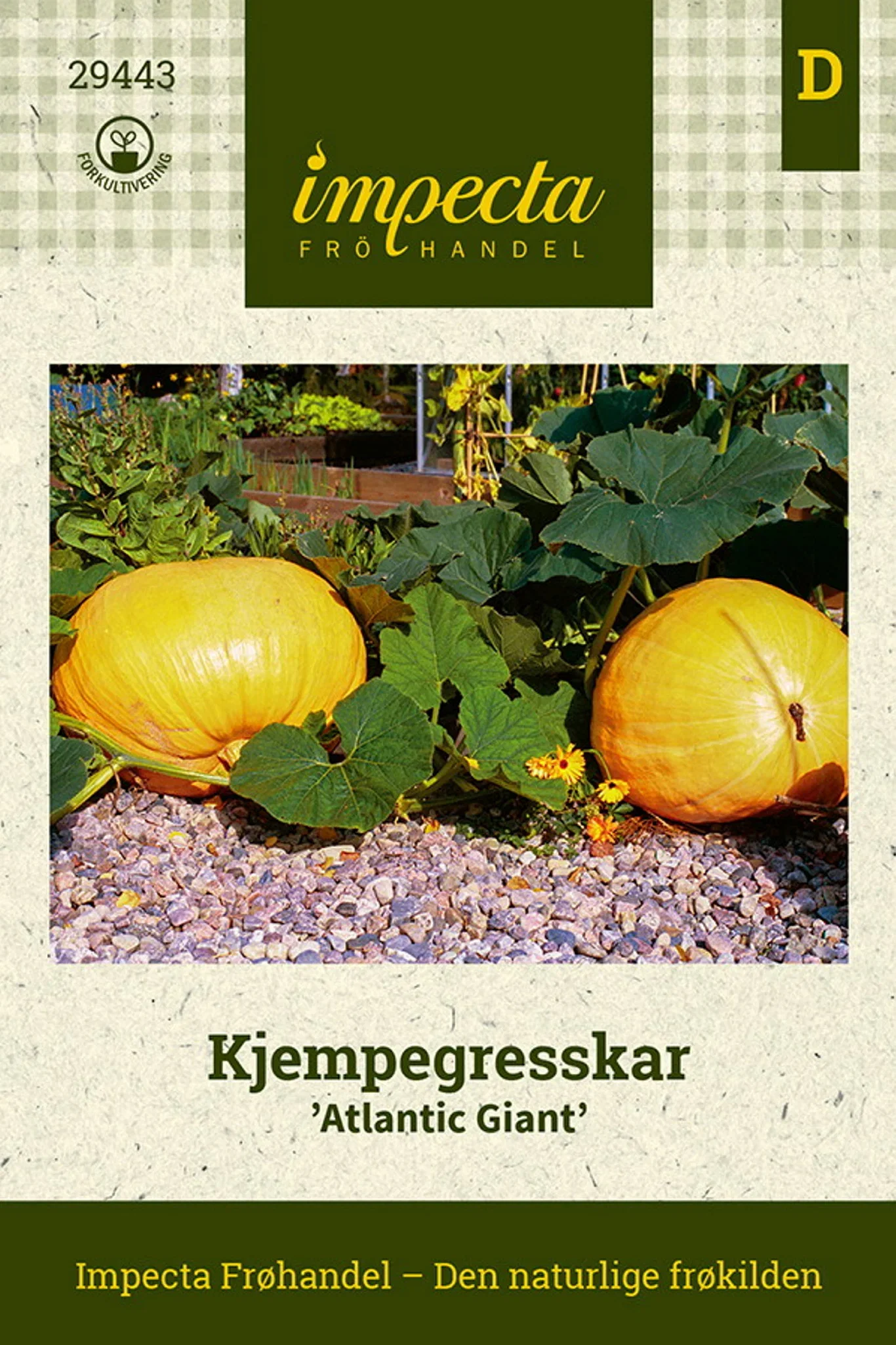 Cucurbita maxima 'Atlantic Giant' Kjempegresskar 'Atlantic Giant'