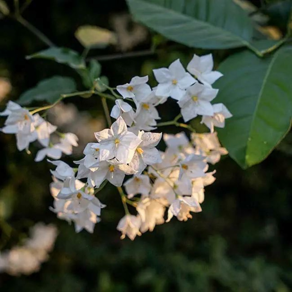 Morelle faux-jasmin 'album' - solanum jasminoïdes 3l
