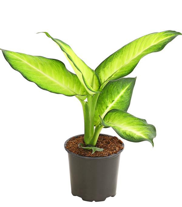 Dieffenbachie - Dieffenbachia maculata,