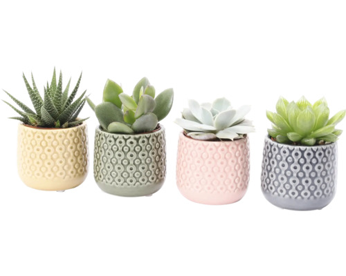 Vetplantenmix FloraSelf Ø 5,5 cm incl. keramische pot Sao Paolo, willekeurige selectie van soorten