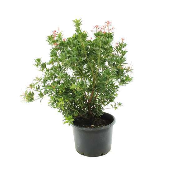 Pieris Forest Flame : Hauteur 60/80 cm conteneur de 20 litres
