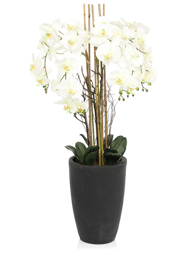 Orchidee Phalaenopsis, ca. 120 cm