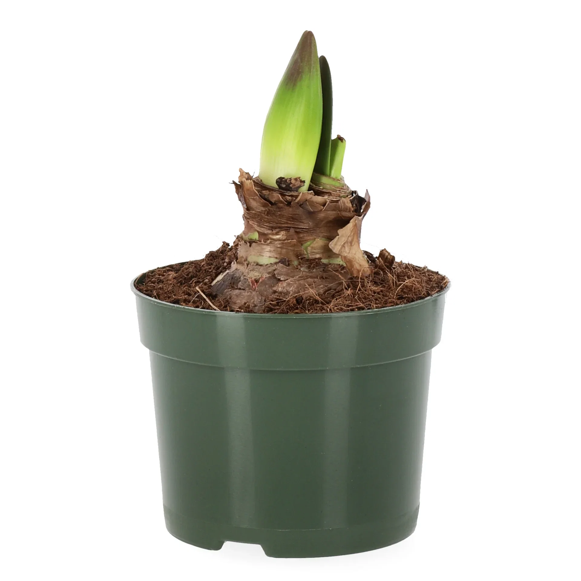 Hippeastrum x hortorum Amaryllis Omkrets 20 cm