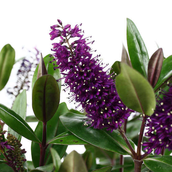 Hebe arbustive à fleurs - pot 4L