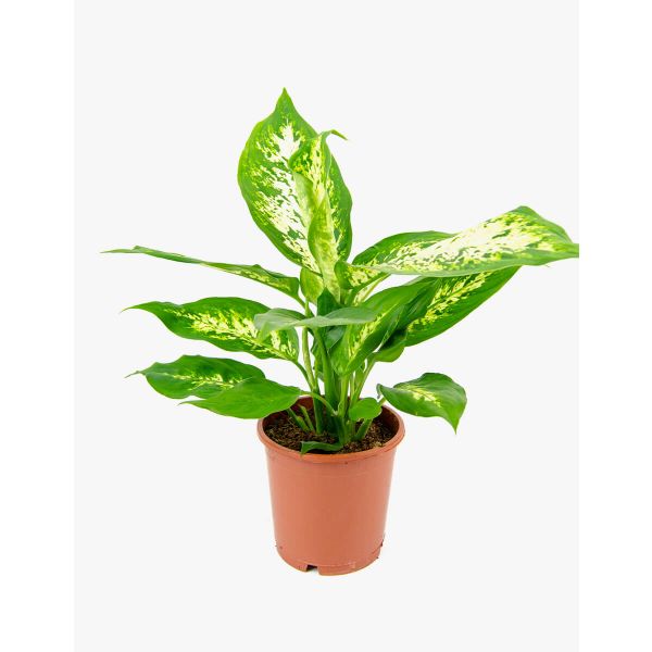 Flores no Cais Dieffenbachia (Comigo-ninguém-pode)