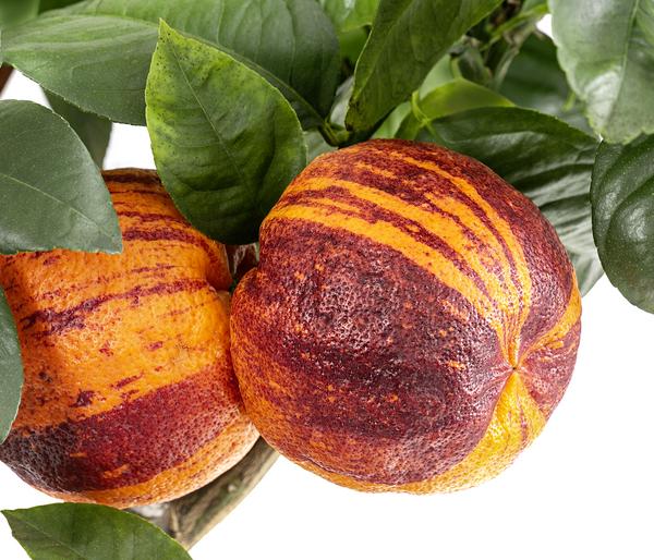 Regenbogen-Orange 'Arcobal'