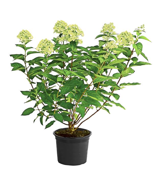 Rispen-Hortensie 'Limelight®'