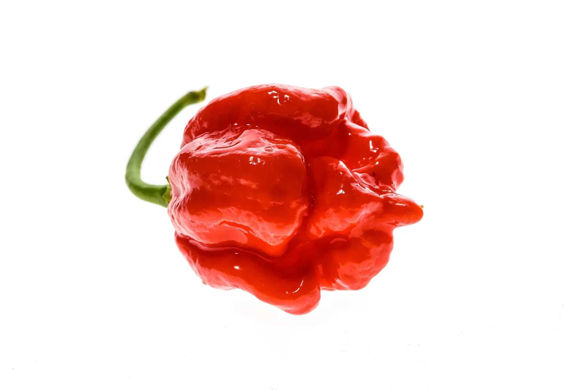 All Nature Capsicum Chili 'Trinidad Maruga Scorpion' 10,5 cm Chili 'Trinidad Moruga Scorpion' Ø10,5 cm