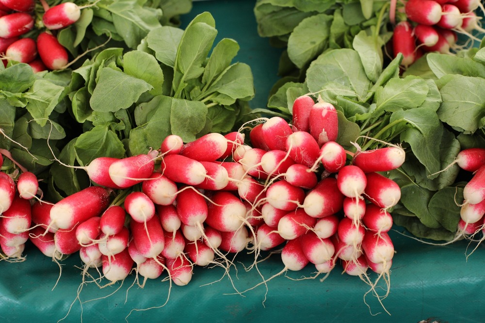 Bio - radis - french breakfast - 150 graines - raphanus sativus