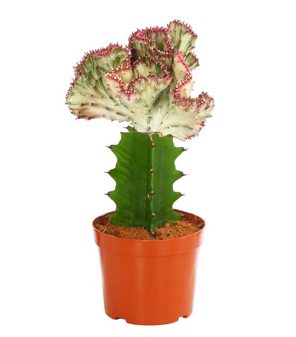 Korallen-Wolfsmilch - Euphorbia lactea,