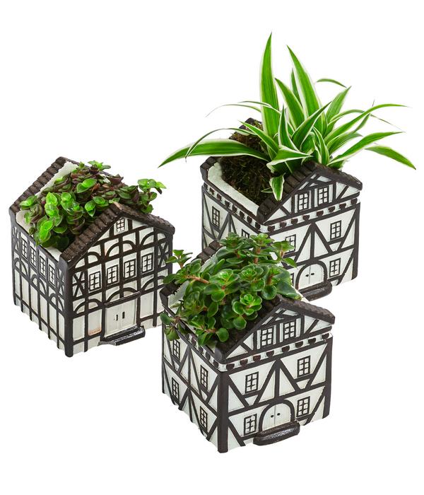 Zimmerpflanzen-Set Fachwerk, 3-teilig