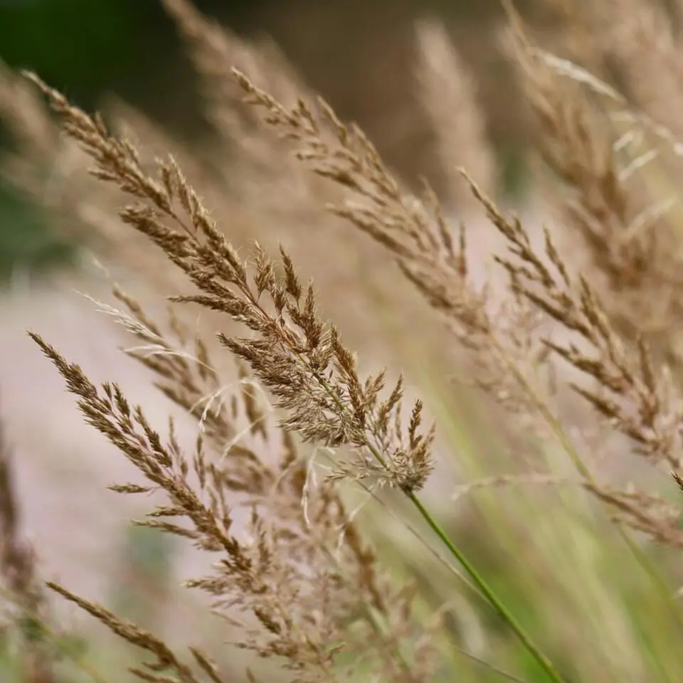 Struisriet - Calamagrostis 'Karl Foerster' - Hoogte 40-60cm - ⌀23cm