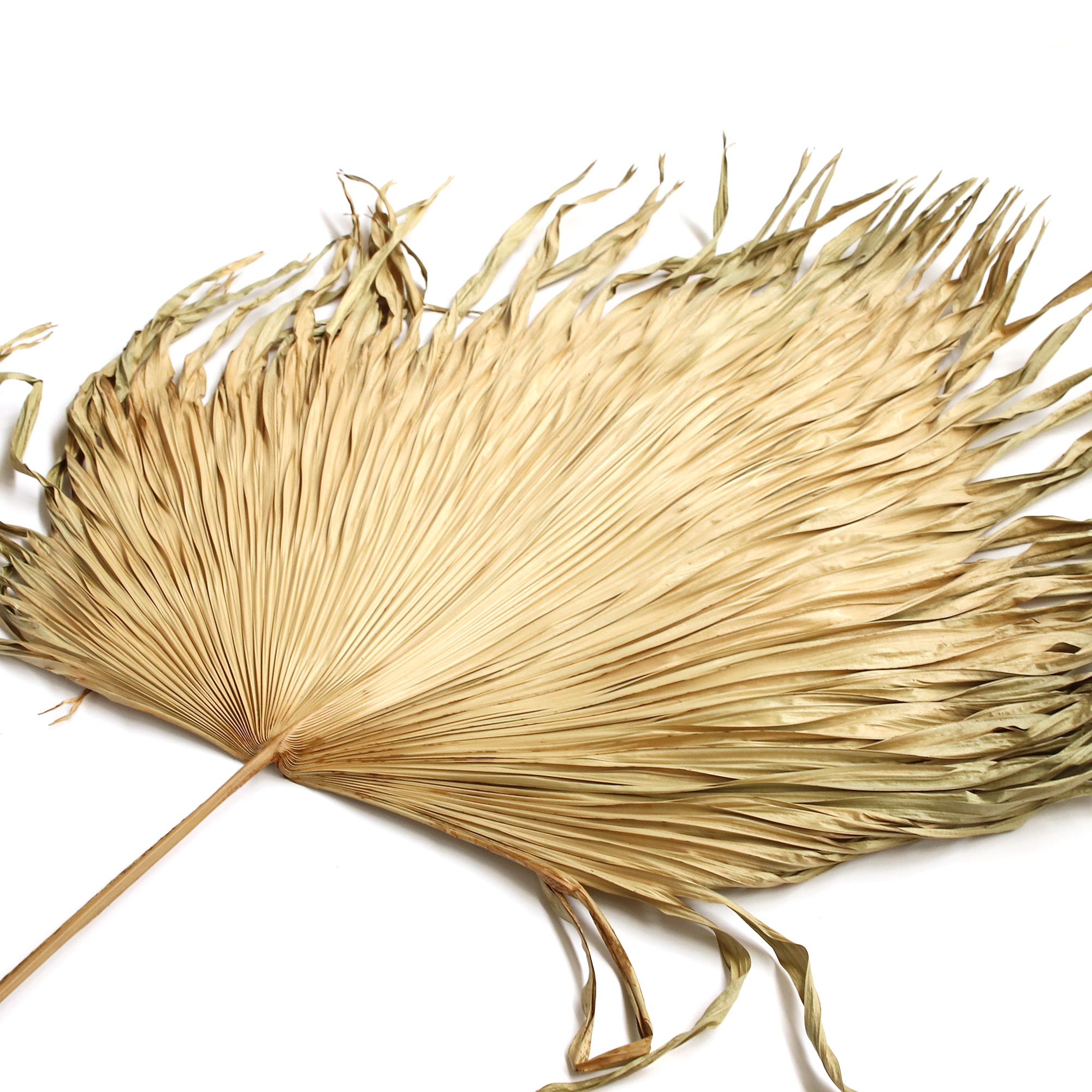 Palmblatt natur, Ø min. 50 cm, H ca. 120 cm von fischer's lagerhaus